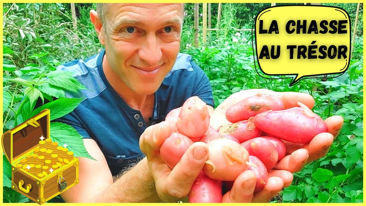 Le meilleur moment pour récolter les POMMES DE TERRE nouvelles du potager (+ recette !)