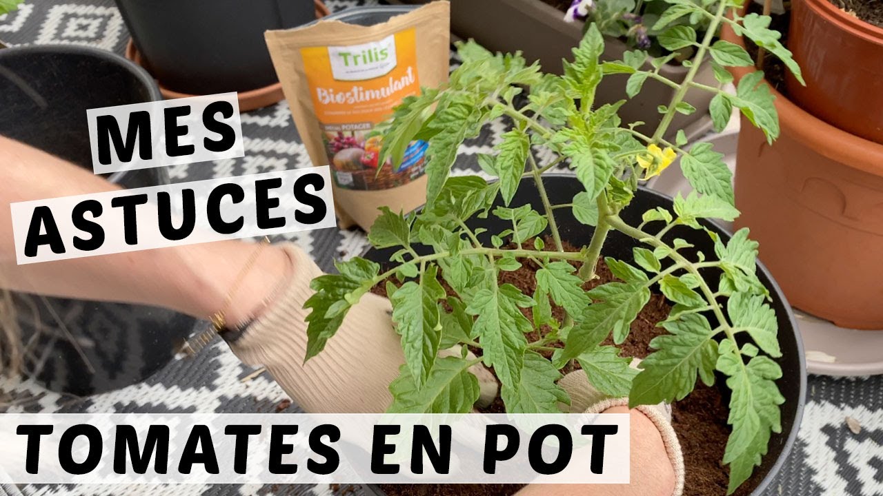 🍅 PLANTER LES TOMATES CERISES EN POT : MES ASTUCES  POUR UNE PLANTATION RÉUSSIE | TUTO JARDINAGE