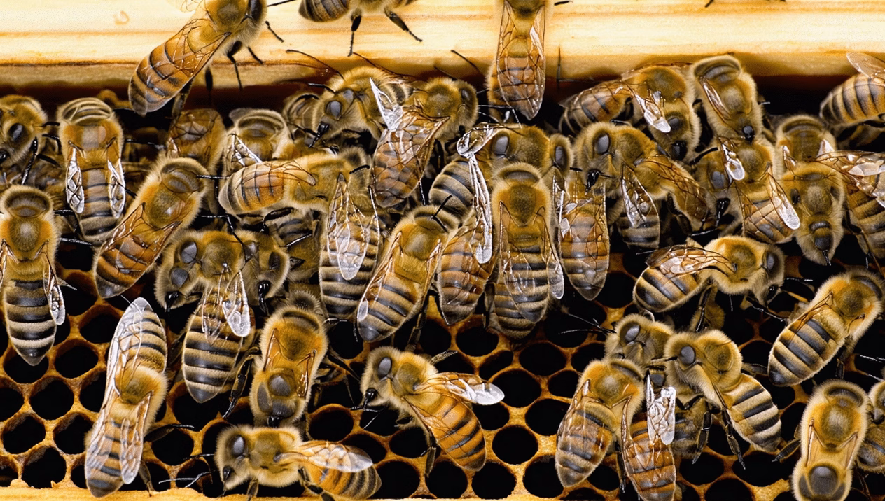 Apiculture pour débutants : comment extraire et récolter le miel