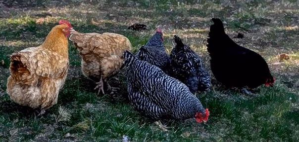 Élever des poules pondeuses dans un petit espace : guide complet